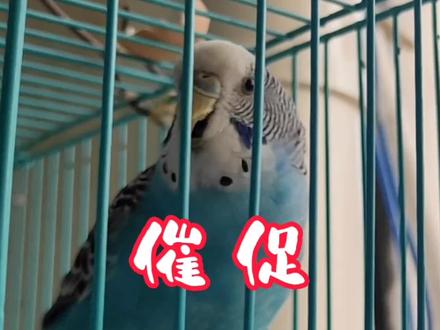 早上,小蓝用各种不同的腔调鸣叫,是为了什么?#宠物日常vlog #虎皮鹦鹉 #奇妙的动物 #万物皆有灵性 #鹦鹉叫声