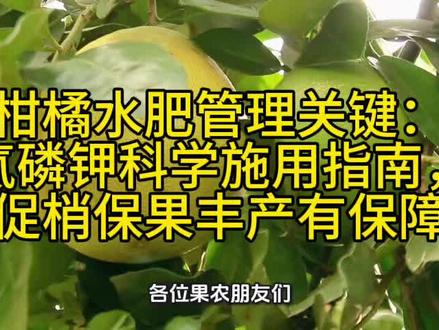 #果树种植技术交流 #创作者中心 #创作灵感 柑橘水肥管理关键:氮磷钾科学施用指南,促梢保果丰产有保障