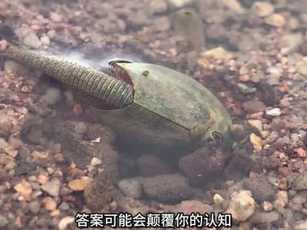 它活了三亿年没有进化,不仅可以无性产卵,卵还可以休眠数十年 #史前巨兽 #远古生物 #科普 #虫子