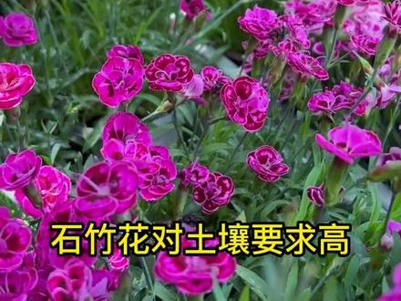 石竹花科普,让您的石竹越开越旺盛!#基地直发 #花卉绿植 #适合室内摆放的花卉盆栽推荐 #石竹花