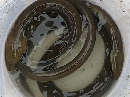 #现场实拍 红树林的土龙就是大,上记录,三斤大土龙😂#原创视频 #感谢大海的馈赠