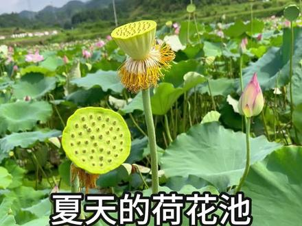 夏天的荷花池真的太美了#荷花 #小学生作文