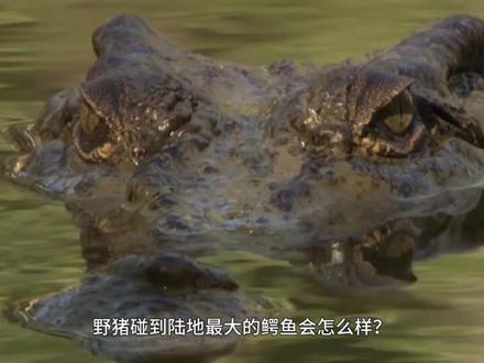 野猪碰到陆地最大的鳄鱼会怎么样? #神奇动物在哪里 #动物世界 #动物科普 #动物迷惑行为 #流量
