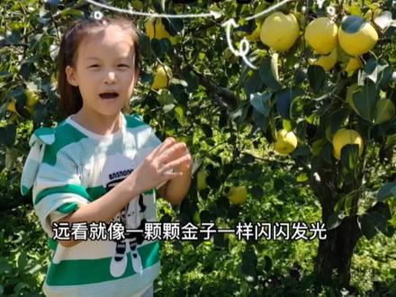 周末带着孩子来到一片果园,用五感法这套书教孩子写作文 #小学作文 #五感法 #五感法写作文