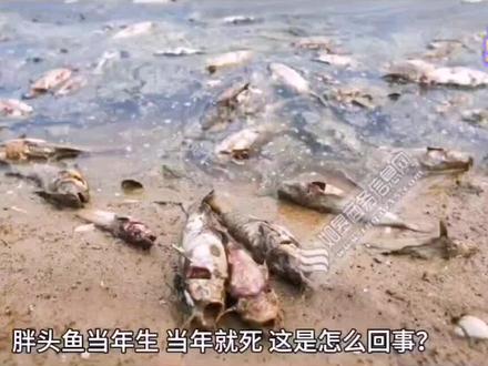 胖头鱼为啥短命#传说 #民间故事会 #