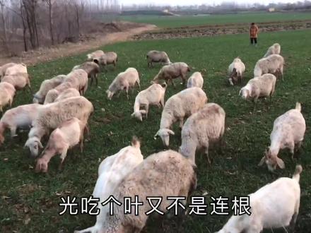 羊吃麦苗对小麦的产量有没有影响? 听听“专家“是怎么说的!