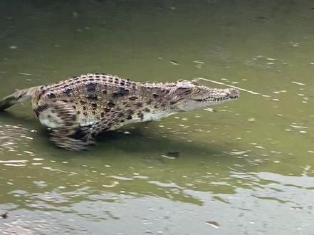 湾鳄 生吞小八噶一千头?#动物解说 #湾鳄