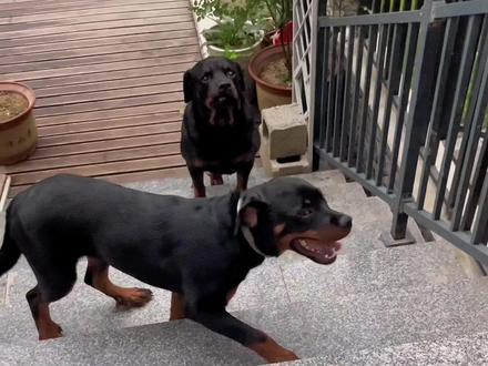 不知道你们会不会和自家的狗子真生气,反正我是被气的不轻#罗威纳护卫犬 #不养狗不知道养狗的乐趣