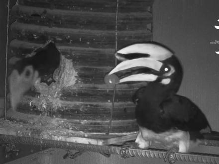 2002年,中国第一次实现冠斑犀鸟人工繁殖就在广西南宁动物园。二十多年来有一个人一直在为冠斑犀鸟的种群恢复默默努力着,他就是广西陆生野生动物救护研究与疫源疫病监测中心的研究员阙腾程。欲知这个“广西鸟仔”的故事,敬请关注中国首部冠斑犀鸟4K纪录长片《守望冠斑犀鸟》,6月30日在全球首播,庆祝中泰建交50周年,广西卫视21:50、广西国际频道21:00、泰国国家电视台NBT2HD 11:05 #纪录片 #冠斑犀鸟 #中泰建交50周年 #4K