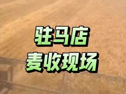 麦浪滚滚,田间直播定格丰收瞬间 🌾中原麦收正忙🌾,实拍驻马店田间地头🌾收割机师傅一边割麦一边开直播,跟网友实时唠麦收现状、细说粮食行情。传统农忙遇上新媒体,田间地头玩起了直播,真实又鲜活的丰收瞬间🌾#河南麦收 #驻马店麦收 #在希望的田野上 #农机手直播 #小麦收割现场 @闻道墨香