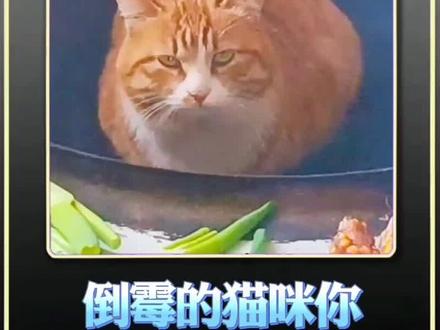 倒霉的猫咪你喜欢那只#搞笑视频 #万万没想到 #萌宠