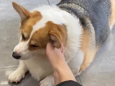 一分钟带你了解柯基#柯基#柯基小短腿 #宠物知识