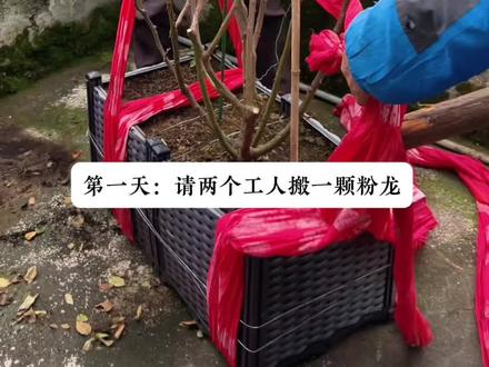 记录露台花园打造:打造粉色龙沙宝石花墙,3米的小粉龙搬家了,完成修剪、拉网、牵引上墙。#粉色龙沙宝石 #创作者中心 #创作灵感