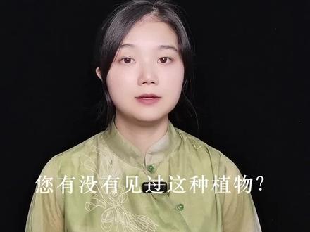 小蓟,大蓟,水飞蓟 #水飞蓟 #蓟 #植物百科