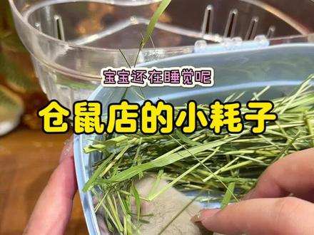 仓鼠店又接小耗子啦!姨姨们求赐名! #仓鼠 #花枝鼠