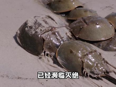 中华鲎的心声 #科普 #育儿教育 #科普知识 #动物科普