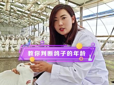 怎么分辨鸽子的年龄呢?这个视频告诉你#养殖技术 #肉鸽养殖 #养鸽子 #农村创业养殖 #适合全国各地饲养 #种鸽 #鸽子 #抖音助农 #养殖人加油