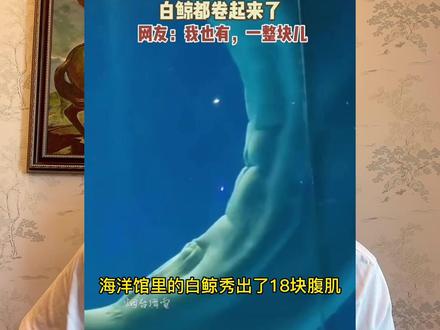 白鲸竟秀出18块腹肌#被白鲸的腹肌秀到了 #冷知识
