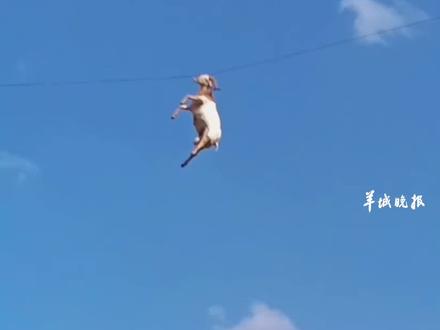 羊意外“飞天”挂60米高空 拍摄者:不好处理,现在还挂着#危险动作请勿模仿