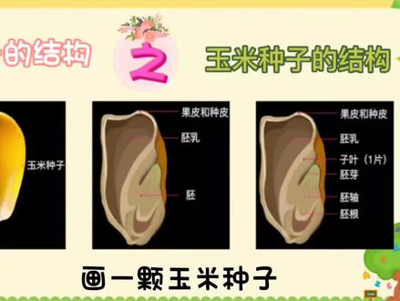 画一颗玉米种子,认识单子叶植物种子的结构 #简笔画教程 #单子叶植物 #生物