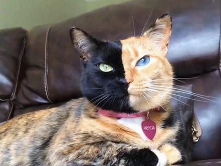 萌宠解说,萌宠来袭#萌宠出道计划 #萌宠成精了