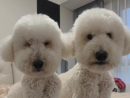 牛奶,旺财,夫妻相,颜值担当