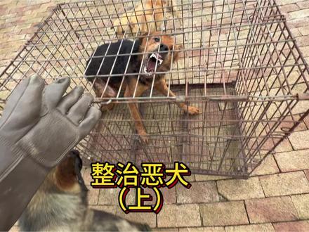 今天去村里面抓一条咬人非常凶猛的恶犬,对于这种咬人的恶犬必须把它咬人的坏习惯给纠正一下。#农村生活 #狗 #乡村守护人 #于大仙的农村生活