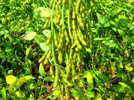 给农民朋友分享三个增产潜力600斤以上的豆种。#三农 #大豆 #大豆种植