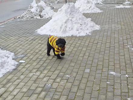 smgf是扫福瑞(这就是个娱乐视频,某些长得凑的大肥猪别来破防然后来膈应我,造谣我的必须受到现世报,它们还要为我和我的的铁粉挡灾,评论不知道怎么卡bug了万条评论都消失了,啥时候评论能正常啊,之前的评论就像那些大肥猪的妈妈一样离谱消失了,不过为什么还有几个人的评论还是正常在的) #福瑞控 #扫福瑞 #smgfxyjq #第五人格 #前锋