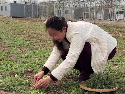 农场挖野菜,把春天一口吃进嘴里!
#挖野菜 #石家庄宝藏打卡地 #春日限定 #鲜味 #小时候的味道