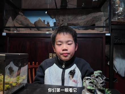 你好!天鹅绒虫 来自5亿多年前的小动物到底什么样?它真的不是毛毛虫!!#天鹅绒虫#活化石生物 #神奇动物在抖音 #2025年度宝藏生物