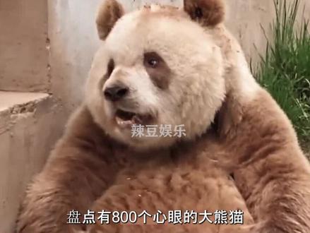 盘点800个心眼的大熊猫,七仔名副其实压迫感满满#七仔 #熊猫 #热门 #福宝 #灵岩 #娱乐 #国宝