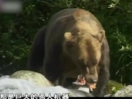 男子与一群灰熊生活了4年,离开之前发生意外,最后命丧熊口#神奇动物在抖音 #纪录片 #动物