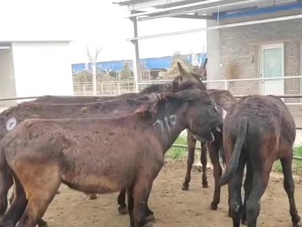 为什么骡子不会生小骡子?#科普一下 #骡子