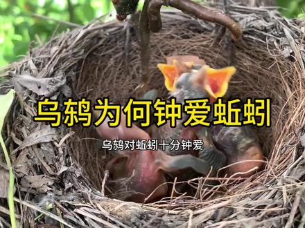 乌鸫为何如此喜爱蚯蚓??