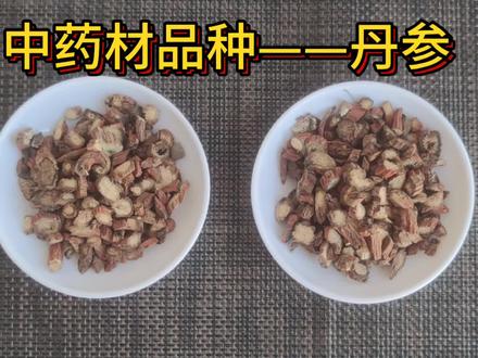 丹参的讲解及辨别#中药材