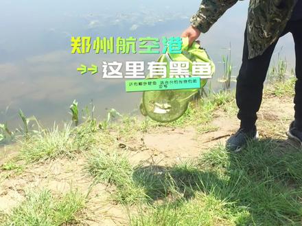 郑州航空港区 这里有黑鱼 还有鲫鱼鲤鱼 适合台钓传统钓路亚等#钓鲫鱼 #垂钓 #新手钓鱼 #户外垂钓 #爱钓鱼 #户外钓鱼 #钓鱼技巧 #路亚黑鱼 #休闲野钓 #钓鱼