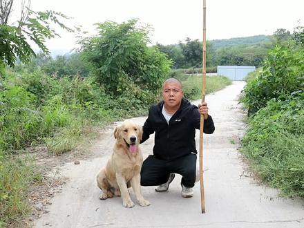 金毛被马蜂蛰小虎报仇捅马蜂窝,窝捅掉了,可马蜂要怎么消灭掉?