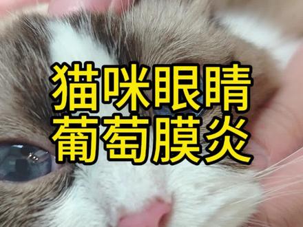 #猫咪#猫咪眼睛发白#养猫经验分享