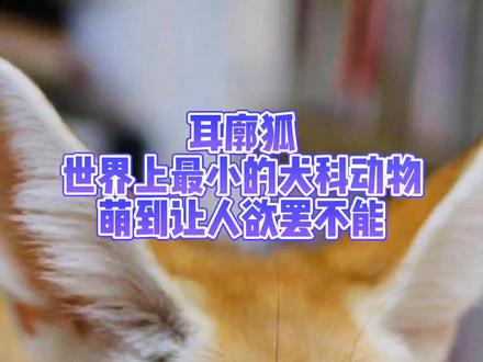 #创作灵感 小动物大智慧,耳廓狐科普#涨知识 #动物世界 #萌宠出道计划 #神奇大自然 #耳廓狐 #九尾狐