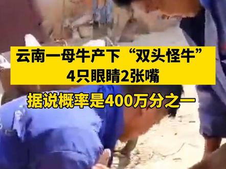 云南一母牛产下“双头怪牛”,4只眼睛2张嘴,据说概率是400万分之一