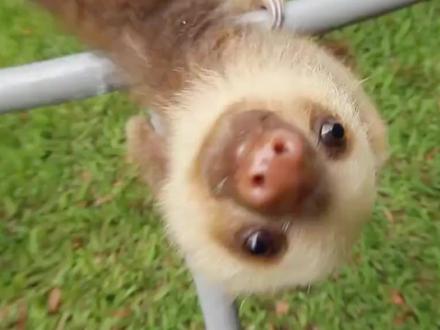 动物世界,树懒每小时最高速度2米,世界上动作最慢的动物之一 #动物世界 #纪录片 #树懒