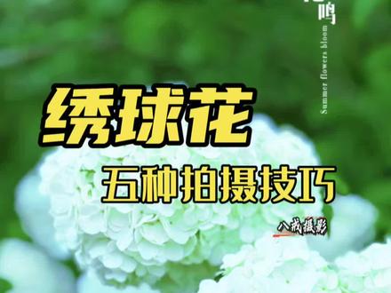 绣球花五种拍摄技巧拍起来#手机摄影 #拍花技巧#绣球花