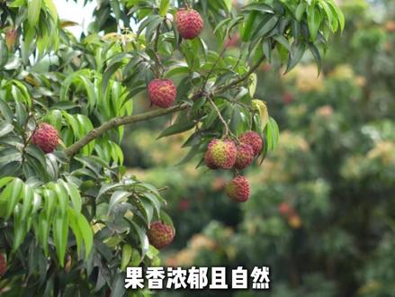 火山岩滋养生长,海南本地荔枝王 #荔枝王 #荔枝熟了 #海南荔枝王 #夏天的味道