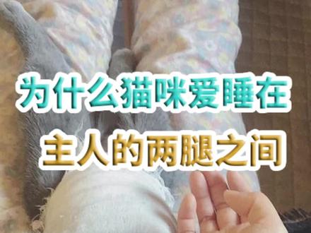 为什么猫咪爱睡在主人的两腿之间#宠物知识 #萌宠出道计划 #喵星人 #铲屎官