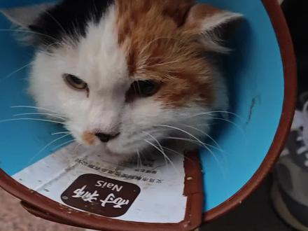 水泥猫沉浸式吃药,感谢大家关心#流浪猫 #流浪猫救助
