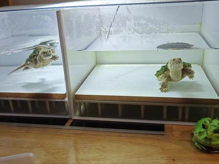 分享绿背加日常喂食#鳄龟 #佛鳄#北美鳄龟 #绿背