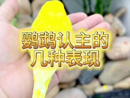 鹦鹉认主的表现#养鸟经验分享 #鹦鹉