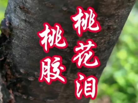 桃花泪 桃胶 桃胶,又名桃泪、桃脂、桃花泪,是桃树树皮分泌的天然树脂。在中医典籍中,桃胶被记载具有“和血、通淋、止痢”的功效,主治石淋、血淋、痢疾等症。《本草纲目》载其“和血益气,治下痢,止痛”,古人多用其治疗泌尿系统疾病和妇科血症。
这款古老药材拥有诗意的别名——“桃红泪”,形容其如琥珀般晶莹的质地。如今,桃胶已完成从药材到养生佳品的华丽转身,成为广受欢迎的美容食材。虽被称作“植物胶原蛋白”,实为富含多糖的可溶性膳食纤维,能与银耳、皂角米等搭配制成滋补甜品,通过内在调理达到润泽肌肤、滋养身体的功效,完美诠释了药食同源的东方智慧。内容仅供参考,切勿自行应用,如要应用,请咨询专业医师,药师#活血化瘀#利尿通淋#中医中药#桃胶#中草药