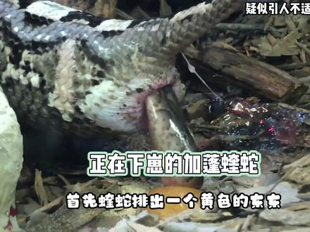 爬行动物合集:盘点哪些正在下蛋和生产的毒蛇 #毒蛇 #爬宠日常 #蛇 #眼镜蛇 #加蓬蝰蛇